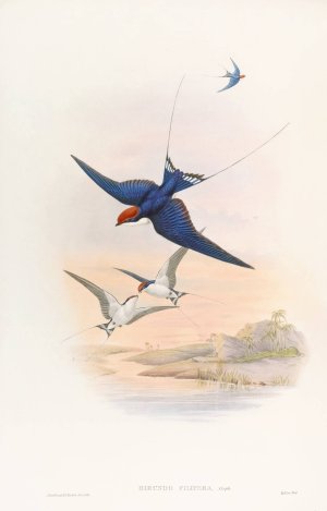 Wire-tailed Swallow by John Gould Oil Painting