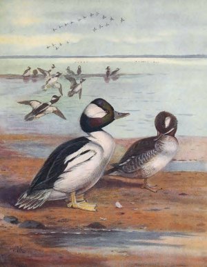 Buffle-Headed Duck by John Guille Millais Oil Painting
