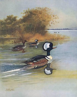 Hooded Merganser by John Guille Millais Oil Painting