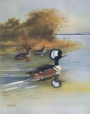 Hooded Merganser by John Guille Millais Oil Painting