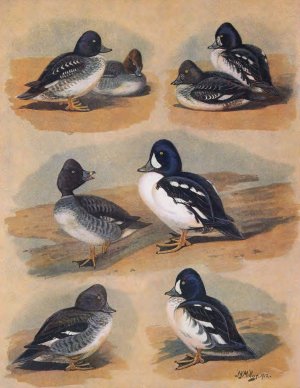 Plumages Of Barrow's Golden-Eye by John Guille Millais Oil Painting