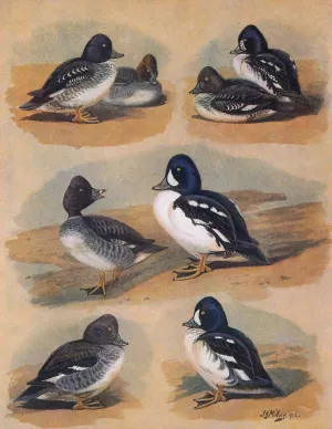 Plumages Of Barrow's Golden-Eye by John Guille Millais Oil Painting