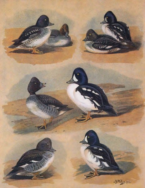 Main Product Photo of Plumages Of Barrow's Golden-Eye  Painting by John Guille Millais