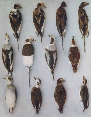 Plumages Of The Long-Tailed Duck by John Guille Millais Oil Painting