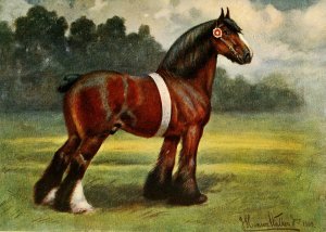 Shire Stallion, Halstead Royal Duke by John Hanson Walker Jr. Oil Painting