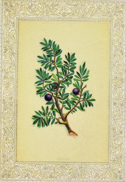 Main Product Photo of Cyprus  Painting by John Henry Ingram