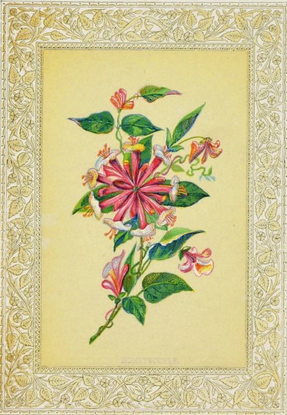 Main Product Photo of Honeysuckle  Painting by John Henry Ingram