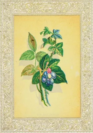 Ivy and Berries by John Henry Ingram Oil Painting