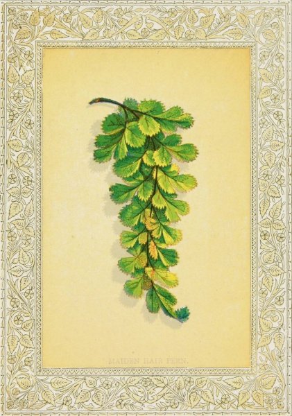 Main Product Photo of Maiden Hair Fern  Painting by John Henry Ingram