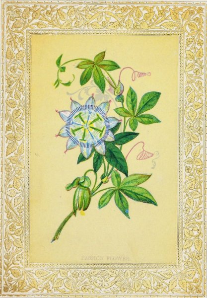 Main Product Photo of Passion flower  Painting by John Henry Ingram