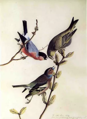 A Chaffinch, Bullfinch and Greenfinch on a Branch of Budding Chestnuts by John James Audubon - Oil Painting Reproduction