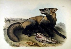 American Cross Fox by John James Audubon Oil Painting