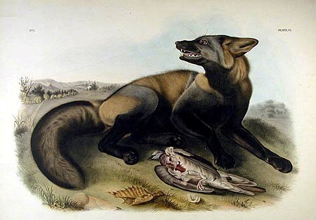 Main Product Photo of American Cross Fox Painting by John James Audubon
