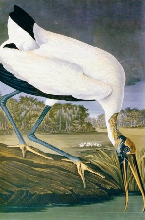 American Stork