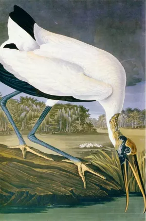American Stork painting by John James Audubon