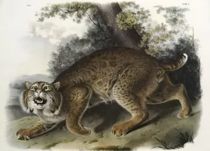 American Wildcat by John James Audubon Oil Painting
