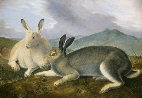 Main Product Photo of Arctic Hare  Painting by John James Audubon