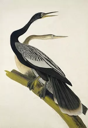 Black Bellied Darter by John James Audubon Oil Painting