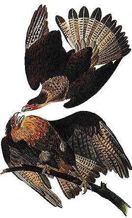 Caracara Plancus