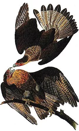 Caracara Plancus by John James Audubon - Oil Painting Reproduction