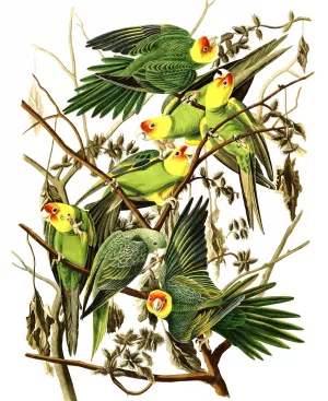 Carolina Parakeet 2 by John James Audubon Oil Painting