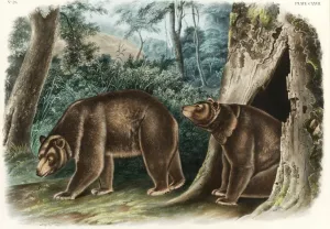 Cinnamon Bear painting by John James Audubon