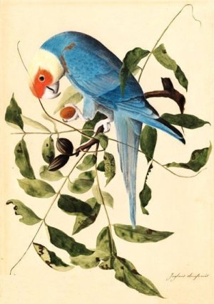 Conuropsis Carolinensis Ludovicianus by John James Audubon Oil Painting