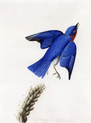 Eastern Bluebird by John James Audubon Oil Painting