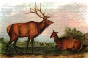 Eastern-Elk by John James Audubon - Oil Painting Reproduction