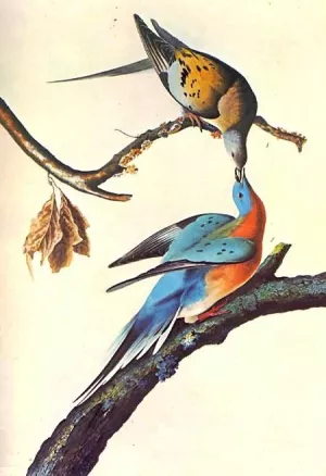 Ectopistes Migratorius by John James Audubon - Oil Painting Reproduction