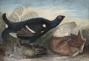 English Black Cocks by John James Audubon Oil Painting