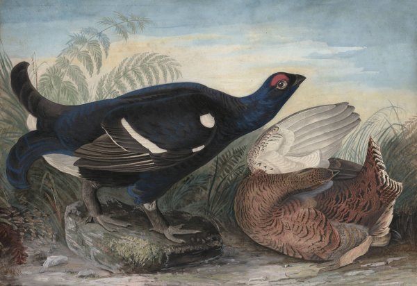 Main Product Photo of English Black Cocks  Painting by John James Audubon