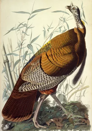 Great American Cock Wild Turkey by John James Audubon Oil Painting