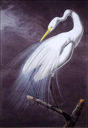 Great Egret Audubon painting by John James Audubon