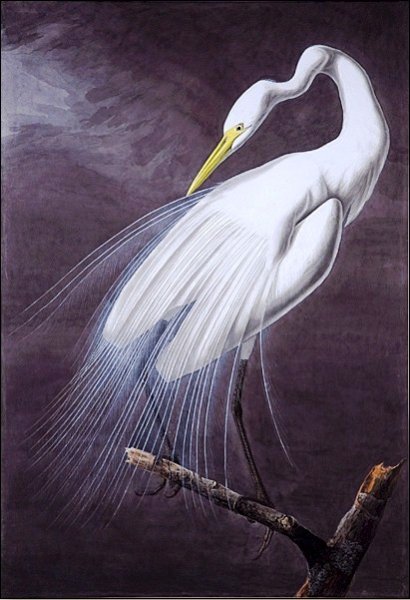 Main Product Photo of Great Egret Audubon Painting by John James Audubon