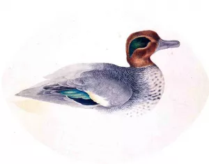 Green Winged Teal Oil painting by John James Audubon