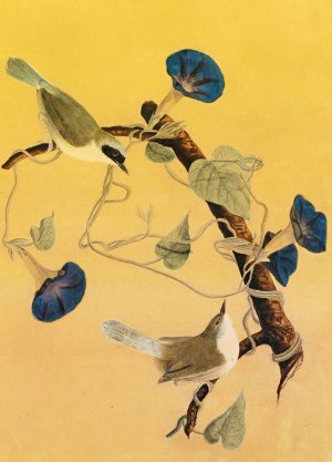 Maryland Yellowthroats by John James Audubon Oil Painting