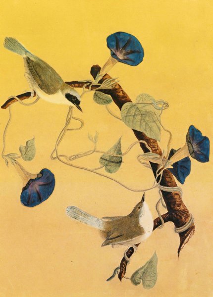Main Product Photo of Maryland Yellowthroats  Painting by John James Audubon