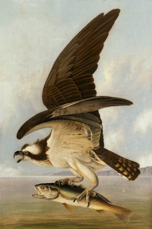 Osprey and Weakfish by John James Audubon Oil Painting