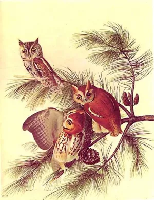 Otus Asio painting by John James Audubon