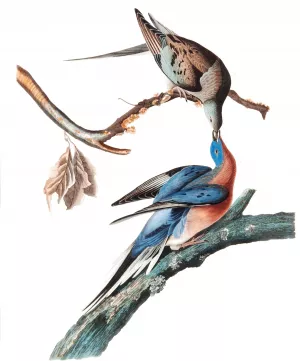 Passenger Pigeon painting by John James Audubon