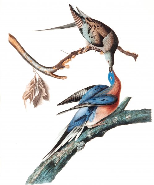 Main Product Photo of Passenger Pigeon  Painting by John James Audubon