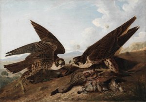 Peregrine Falcons by John James Audubon Oil Painting
