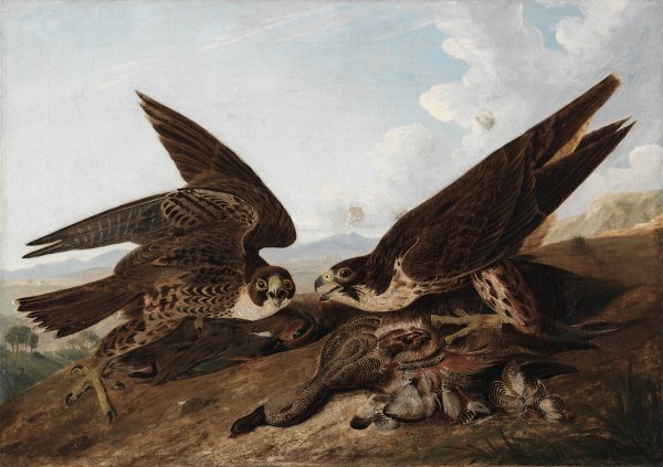 Main Product Photo of Peregrine Falcons  Painting by John James Audubon