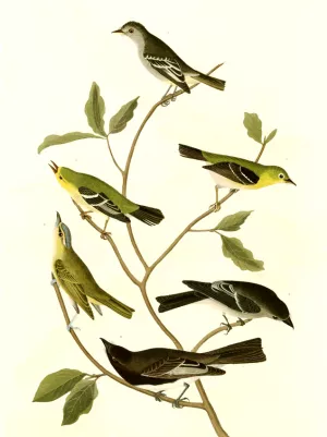 Plate painting by John James Audubon