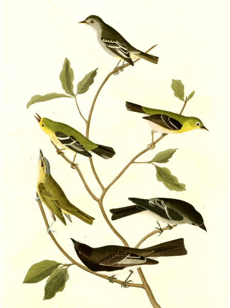 Main Product Photo of Plate Painting by John James Audubon