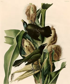 Purple Grackle or Common Crow Blackbird by John James Audubon Oil Painting