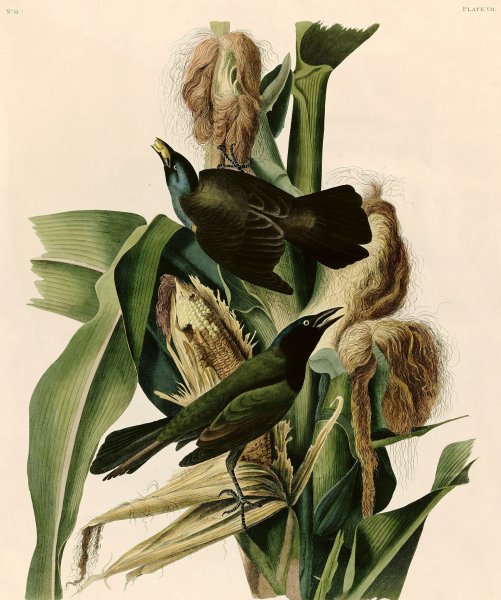 Main Product Photo of Purple Grackle or Common Crow Blackbird  Painting by John James Audubon