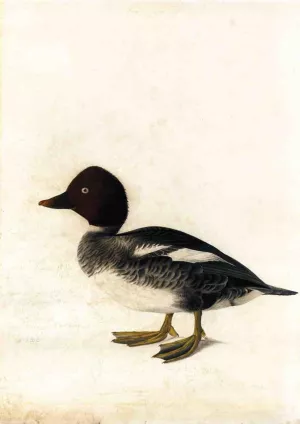 Redhead Duck by John James Audubon Oil Painting