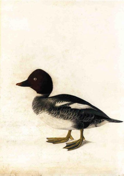 Main Product Photo of Redhead Duck Painting by John James Audubon